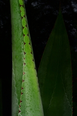 Agave atrovirens
