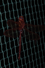 Aeshna grandis
