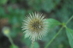 Dipsacus strigosus