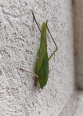Copiphorini