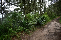 Agave atrovirens