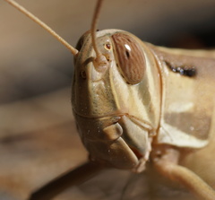 Austracris guttulosa