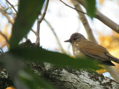 Turdus leucomelas