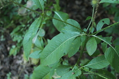 Dipsacus strigosus