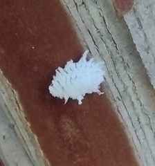 Cryptolaemus montrouzieri