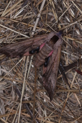 Smerinthus ocellata