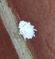 Cryptolaemus montrouzieri