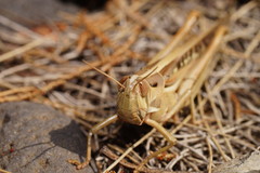 Austracris guttulosa