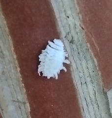 Cryptolaemus montrouzieri