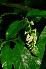 Citharexylum