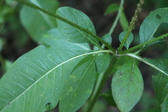 Dipsacus strigosus