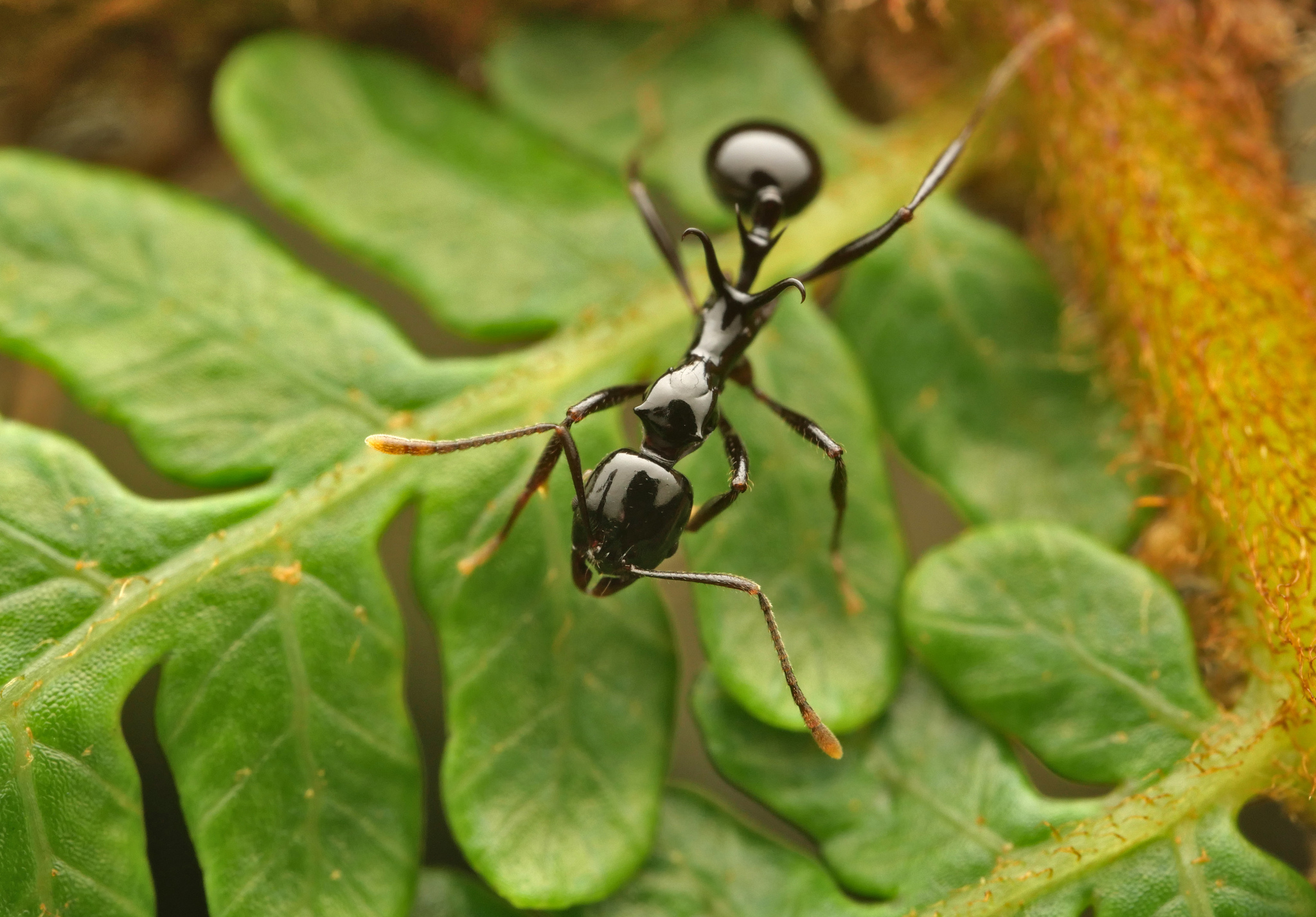 Ancyridris polyrhachioides