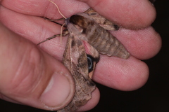 Smerinthus ocellata