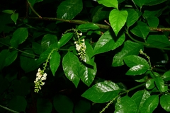 Citharexylum