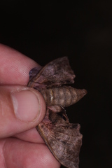 Smerinthus ocellata