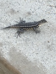 Sceloporus graciosus