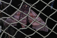 Smerinthus ocellata