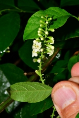 Citharexylum