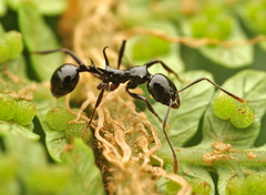 Ancyridris polyrhachioides