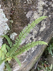 Asplenium platyneuron