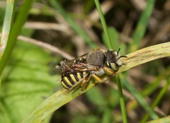 Anthidium oblongatum