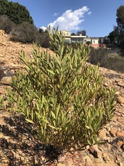Acacia longifolia
