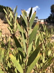Acacia longifolia