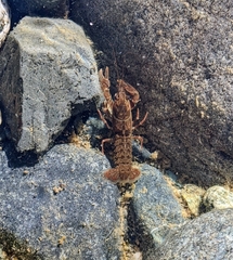 Pacifastacus leniusculus