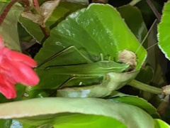 Neoconocephalus retusus