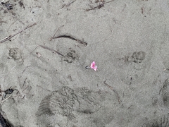 Urocyon cinereoargenteus