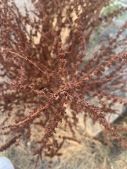 Rumex salicifolius