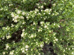 Baccharis pilularis