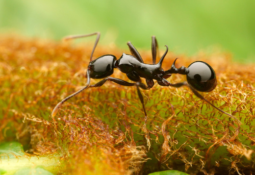 Ancyridris polyrhachioidesAncyridris polyrhachioides
