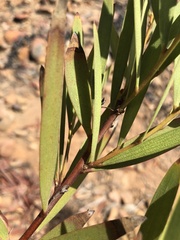 Acacia longifolia