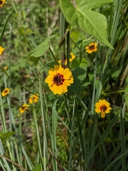 Coreopsis