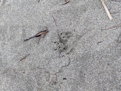 Urocyon cinereoargenteus