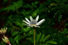 Eryngium