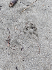 Urocyon cinereoargenteus