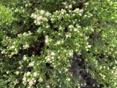 Baccharis pilularis