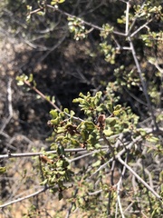Quercus dumosa