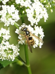 Vespula flavopilosa