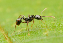 Ancyridris polyrhachioides
