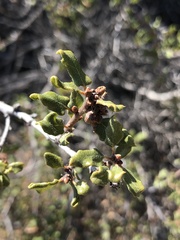 Quercus dumosa