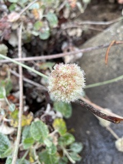Eriogonum latifolium