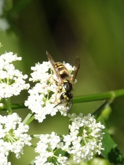 Vespula flavopilosa