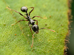 Ancyridris polyrhachioides
