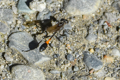 Ammophila procera