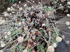 Eriogonum latifolium