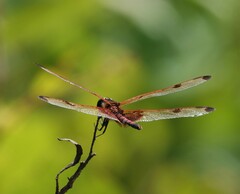 Celithemis elisa