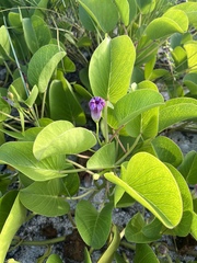 Ipomoea pes-caprae